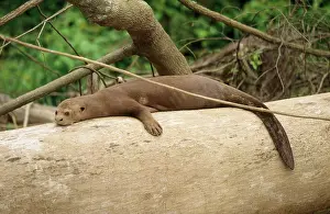Pteronura: Giant Otter