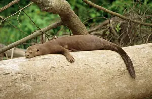Pteronura: Giant Otter