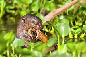 Pteronura: Giant Otter