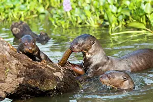 Pteronura: Giant Otter