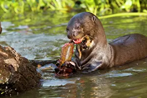 Pteronura: Giant Otter