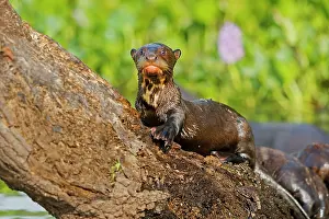Pteronura: Giant Otter
