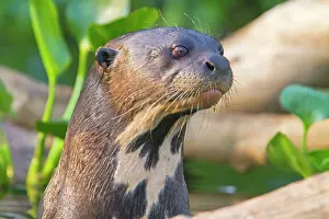 Pteronura: Giant Otter