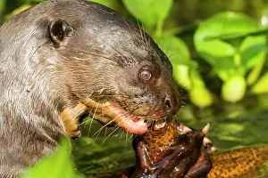 Pteronura: Giant Otter