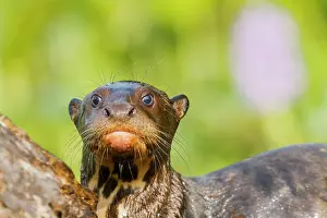 Pteronura: Giant Otter