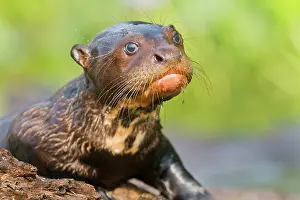 Pteronura: Giant Otter