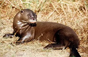 Webbed: GIANT OTTER