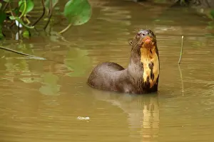 Shallows: Giant Otter - adult resting in the shallows of a pond
