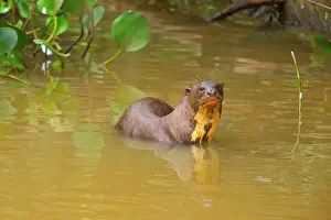 Shallows: Giant Otter - adult resting in the shallows of a pond