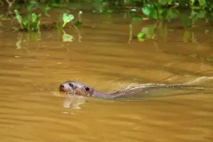 Pteronura: Giant Otter - adult swimming in a pond foraging for fish