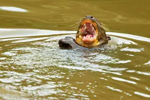 Pteronura: Giant Otter - adult swimming in a pond laying on