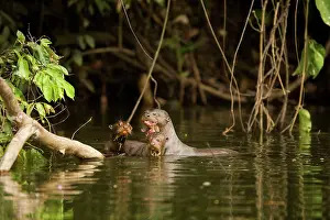 Pteronura: Giant Otter - adult with two young