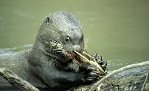 Webbed: GIANT OTTER - Eating catfish