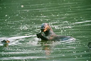 Pteronura: Giant Otter - eating fish