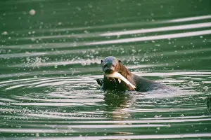 Pteronura: Giant Otter - eating fish