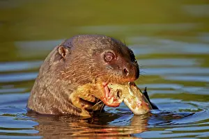 Pteronura: Giant Otter eating a fish Pantanal area Mato Grosso