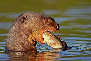 Pteronura: Giant Otter eating a fish Pantanal area Mato Grosso