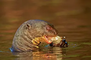 Pteronura: Giant Otter eating a fish Pantanal area Mato Grosso