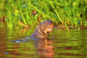 Pteronura: Giant Otter eating a fish Pantanal area Mato Grosso
