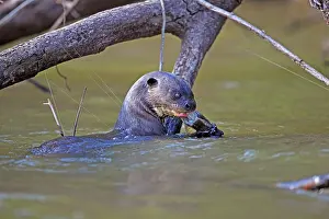 Pteronura: Giant Otter eating a fish Pantanal area Mato Grosso