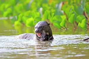 Pteronura: Giant Otter eating a fish Pantanal area Mato Grosso