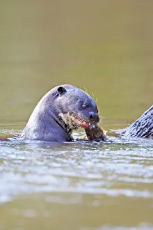 Pteronura: Giant Otter eating a fish Pantanal area Mato Grosso