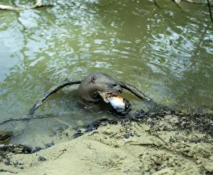 Kill: GIANT OTTER - eating fish at riverbank