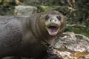 Sound: Giant otter, giant river otter (Pteronura brasil