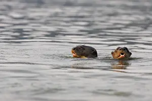 Pteronura: Giant Otter - in Lake Sandoval