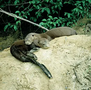 Pteronura: GIANT OTTER - Pair sleeping on riverbank