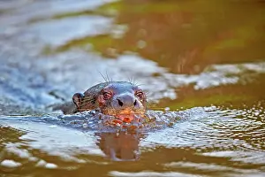 Pteronura: Giant Otter Pantanal area Mato Grosso Brazil South America