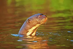Pteronura: Giant Otter Pantanal area Mato Grosso Brazil South America