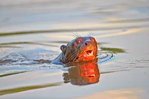 Pteronura: Giant Otter Pantanal area Mato Grosso Brazil South America