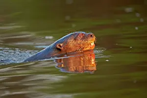 Pteronura: Giant Otter Pantanal area Mato Grosso Brazil South America