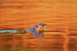 Pteronura: Giant Otter Pantanal area Mato Grosso Brazil South America