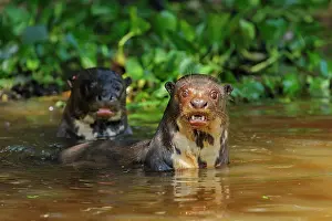 250619: Giant Otter, Pantanal Wetlands, Mato Grosso, Brazil