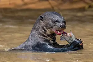 Captured: Giant otter (Pteronura brasiliensis), eats captured