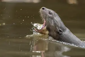 Float: Giant otter (Pteronura brasiliensis)