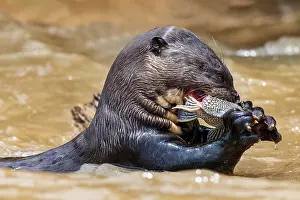 Captured: Giant otter (Pteronura brasiliensis) eats a captured