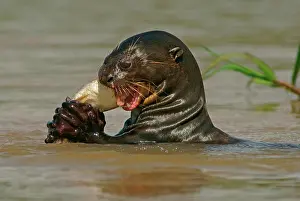 Captured: Giant otter (Pteronura brasiliensis) eats captured