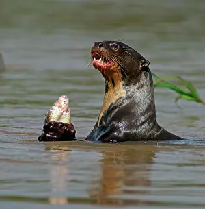 Captured: Giant otter (Pteronura brasiliensis) eats captured