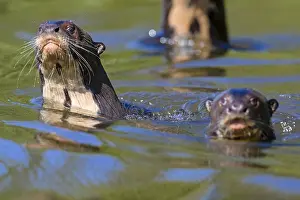 Pteronura: Giant Otter (Pteronura brasiliensis) family swi