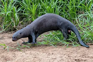 Pteronura: Giant otter (Pteronura brasiliensis), male, on land