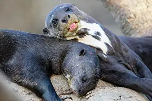 Pteronura: Giant otter (Pteronura brasiliensis) Pantanal Brazil