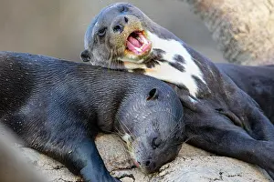 Pteronura: Giant otter (Pteronura brasiliensis) Pantanal Brazil