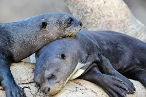 Pteronura: Giant otter (Pteronura brasiliensis) Pantanal Brazil