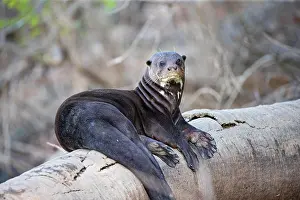 Pteronura: Giant otter (Pteronura brasiliensis) Pantanal Brazil