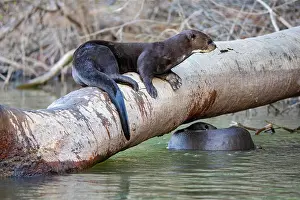 Pteronura: Giant otter (Pteronura brasiliensis) Pantanal Brazil