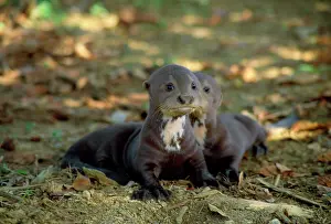 Pteronura: Giant Otter - pups