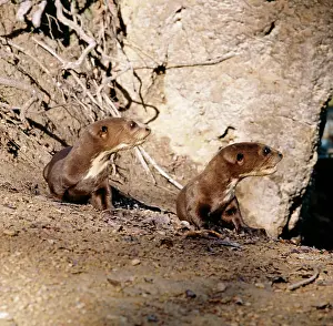 Pteronura: Giant OTTER - two pups sitting on riverbank